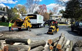 Leaf Removal in Pioneer, CA
