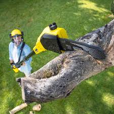 Best Sod Installation  in Pioneer, CA