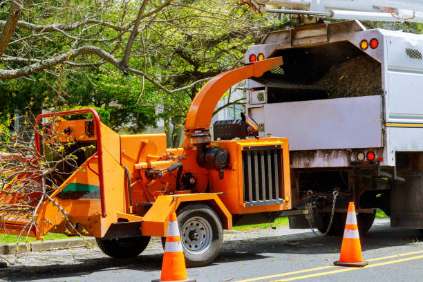 Best Tree Disease Treatment  in Pioneer, CA