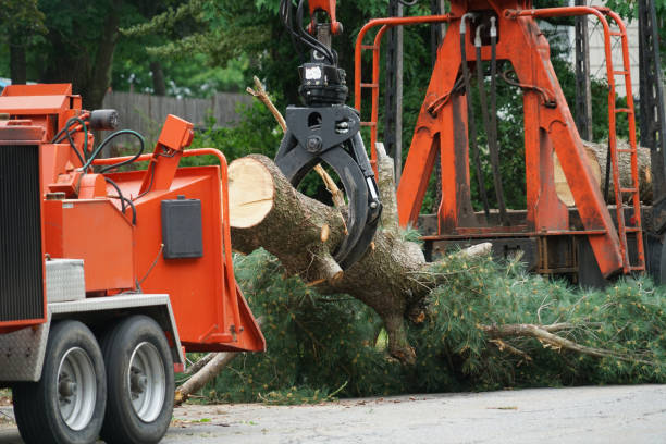 How Our Tree Care Process Works  in  Pioneer, CA